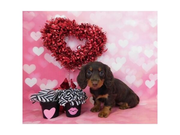 Dachshund DOG Female Chocolate / Tan 1458 Petland Florence, Kentucky