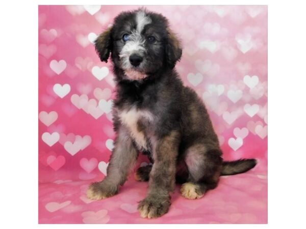 Huskipoo-DOG-Male-Sable / White-1459-Petland Florence, Kentucky