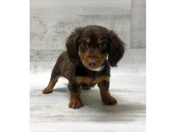 Dachshund DOG Male Chocolate / Tan 1461 Petland Florence, Kentucky