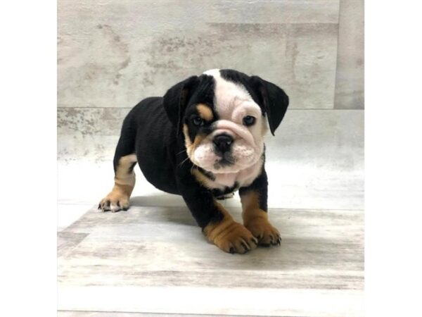 Bulldog DOG Female Black Tan / White 1462 Petland Florence, Kentucky