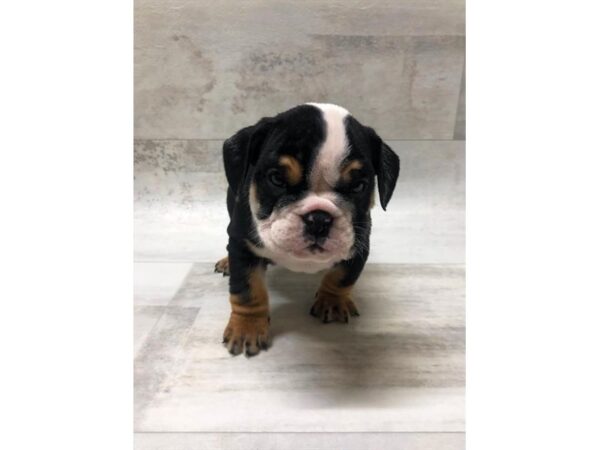 Bulldog-DOG-Male-Black Tan / White-1463-Petland Florence, Kentucky