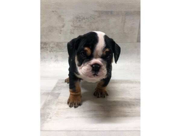 Bulldog DOG Male Black Tan / White 1463 Petland Florence, Kentucky