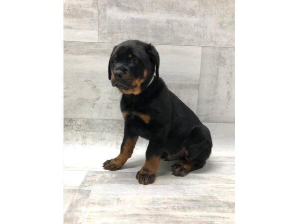 Rottweiler DOG Male Black / Mahogany 1464 Petland Florence, Kentucky