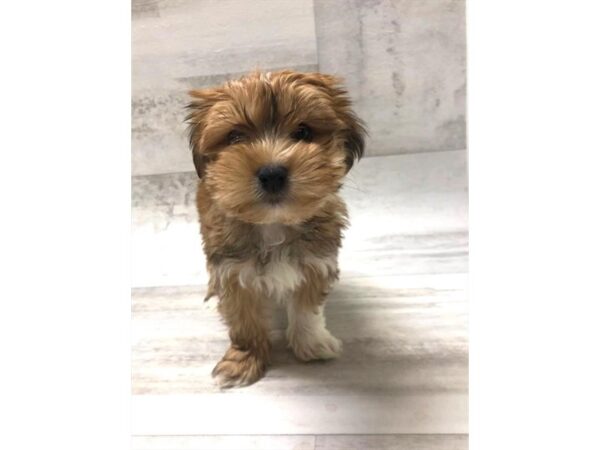 Morkie DOG Female Gold 1465 Petland Florence, Kentucky