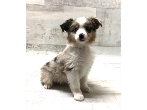 Miniature Australian Shepherd DOG Female Blue Merle 1466 Petland Florence, Kentucky