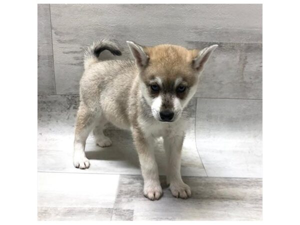 Alaskan Klee Kai DOG Male Agouti / White 1467 Petland Florence, Kentucky