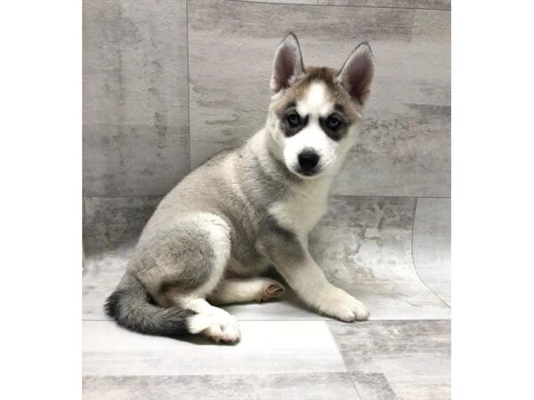 Siberian Husky-DOG-Female-Agouti / White-1468-Petland Florence, Kentucky