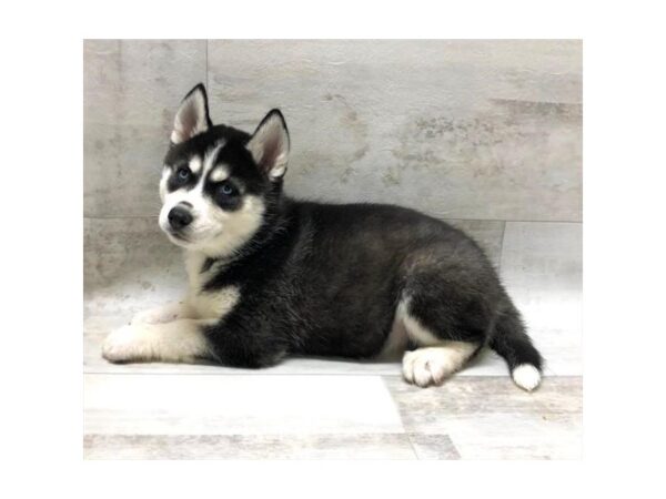 Siberian Husky-DOG-Male-Black / White-1469-Petland Florence, Kentucky