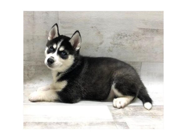 Siberian Husky DOG Male Black / White 1469 Petland Florence, Kentucky