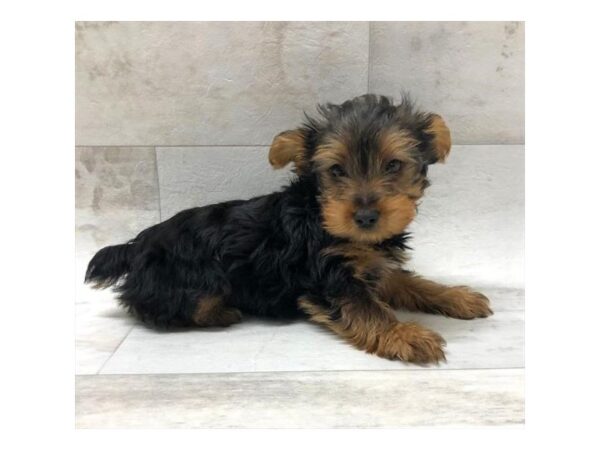 Yorkshire Terrier DOG Male Black / Tan 1472 Petland Florence, Kentucky