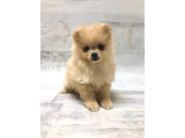 Pomeranian-DOG-Male-Orange-1473-Petland Florence, Kentucky