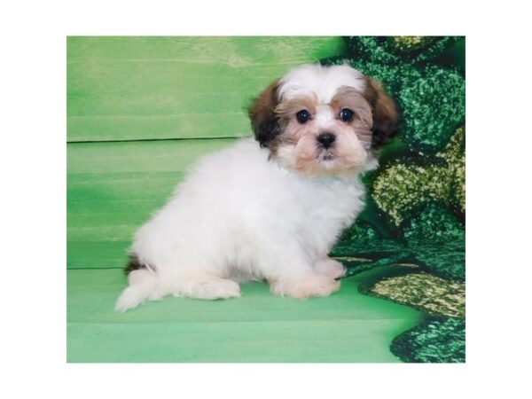 Teddy Bear-DOG-Male-Gold / White-1474-Petland Florence, Kentucky