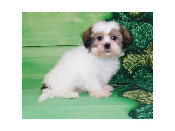 Teddy Bear DOG Male Gold / White 1474 Petland Florence, Kentucky