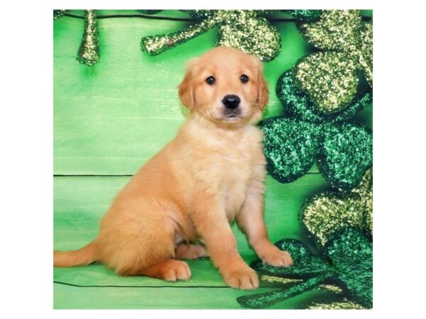 Golden Retriever DOG Female Golden 1475 Petland Florence, Kentucky