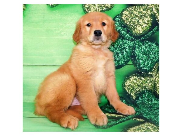 Golden Retriever-DOG-Male-Golden-1476-Petland Florence, Kentucky