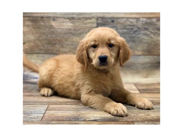 Golden Retriever DOG Male Golden 1479 Petland Florence, Kentucky