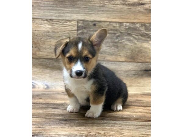 Pembroke Welsh Corgi-DOG-Male-black tri-1485-Petland Florence, Kentucky