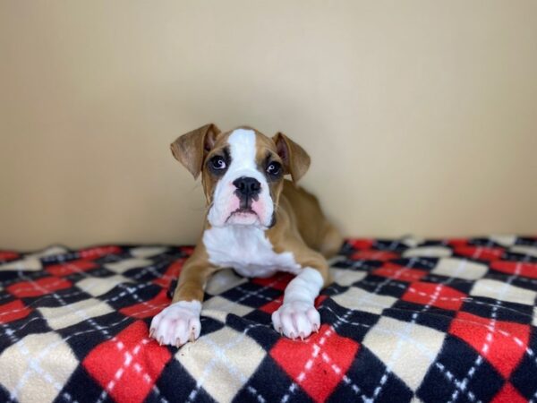 Boxer DOG Female Fawn 1484 Petland Florence, Kentucky