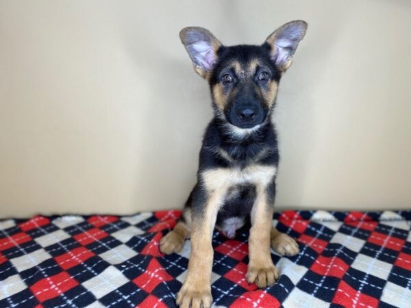 German Shepherd Dog DOG Male Black / Tan 1482 Petland Florence, Kentucky