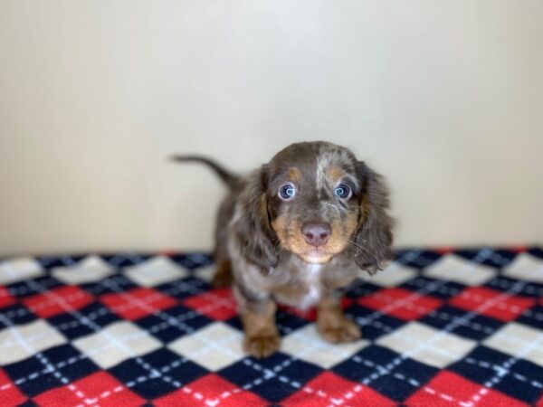 Dachshund DOG Male Chocolate / Tan 1481 Petland Florence, Kentucky