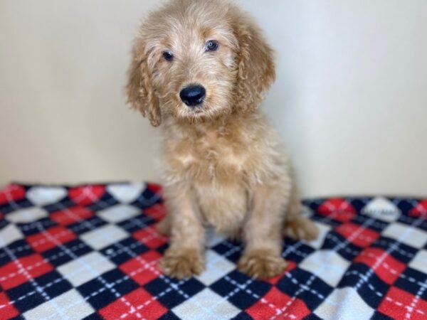 Goldendoodle DOG Female Dark Golden 1480 Petland Florence, Kentucky