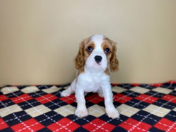 Cavalier King Charles Spaniel-DOG-Male-Blenheim-1478-Petland Florence, Kentucky