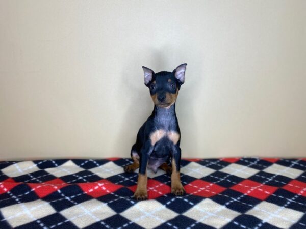 Miniature Pinscher-DOG-Male-Black / Rust-1477-Petland Florence, Kentucky