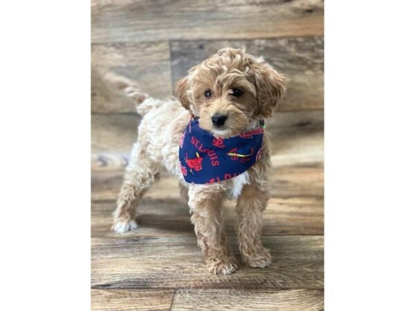 Goldendoodle Mini 2nd Gen-DOG-Female-Apricot Dilute-1497-Petland Florence, Kentucky