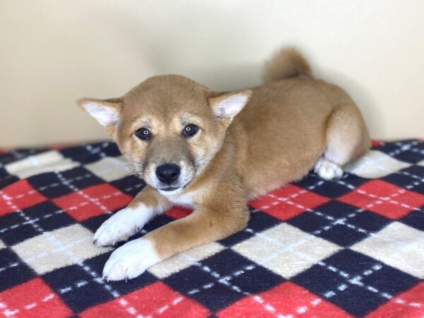 Shiba Inu DOG Female Red Sesame 1491 Petland Florence, Kentucky