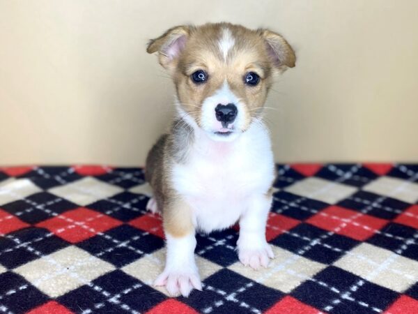 Pembroke Welsh Corgi DOG Female Sable / White 1489 Petland Florence, Kentucky