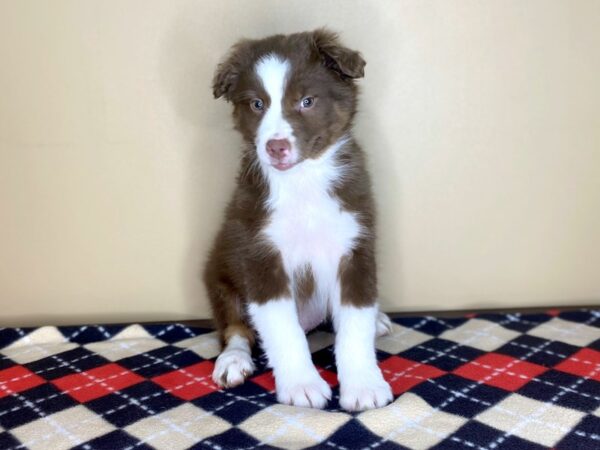 Australian Shepherd DOG Male Red 1492 Petland Florence, Kentucky