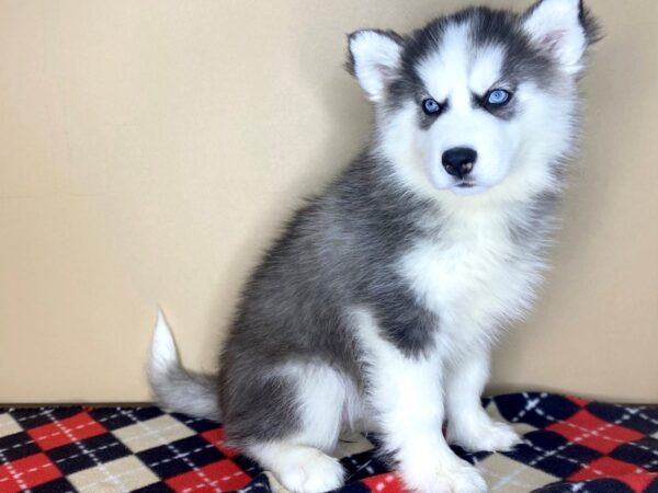 Siberian Husky DOG Female Black / White 1493 Petland Florence, Kentucky