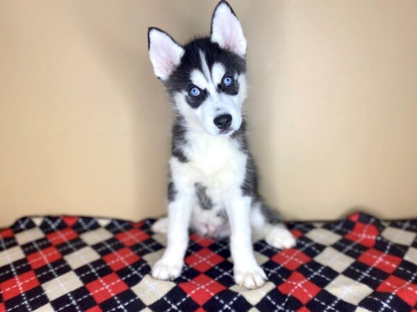 Siberian Husky DOG Male Black / White 1494 Petland Florence, Kentucky