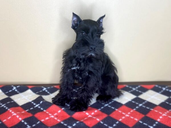 Miniature Schnauzer DOG Male Black 1495 Petland Florence, Kentucky