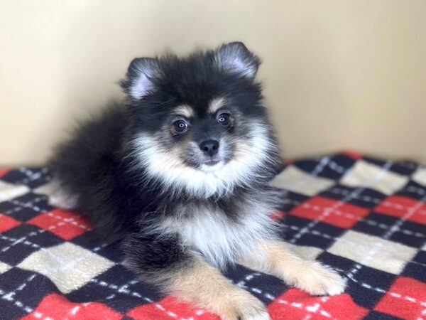 Pomeranian DOG Female Black / Tan 1496 Petland Florence, Kentucky