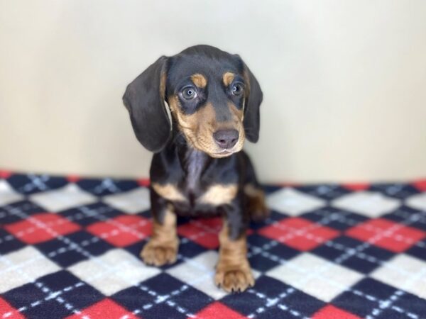 Dachshund DOG Female Chocolate / Tan 1500 Petland Florence, Kentucky