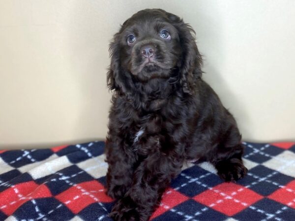 Cocker Spaniel DOG Female Chocolate 1498 Petland Florence, Kentucky