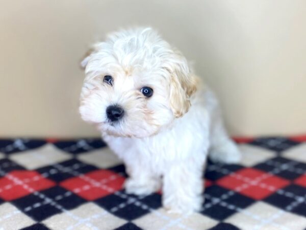 Maltipoo-DOG-Male-Cream-1499-Petland Florence, Kentucky