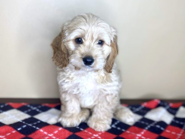 Cock A Poo-DOG-Male-Apricot-1501-Petland Florence, Kentucky