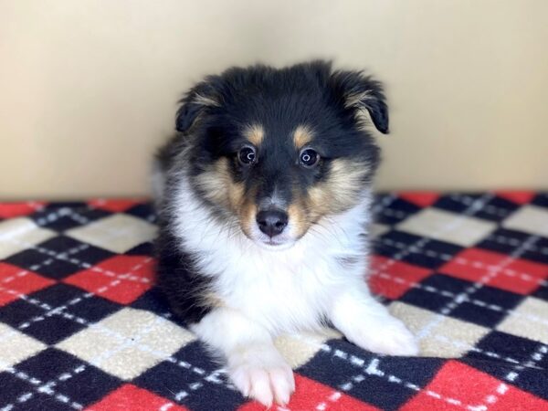 Shetland Sheepdog DOG Female Black Tan / White 1487 Petland Florence, Kentucky