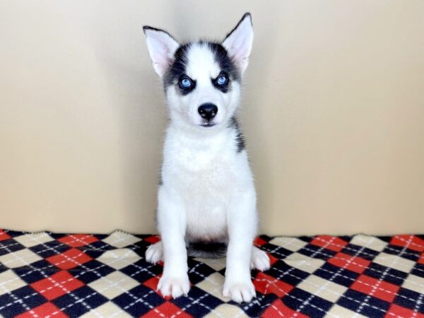 Siberian Husky DOG Male Black / White 1509 Petland Florence, Kentucky