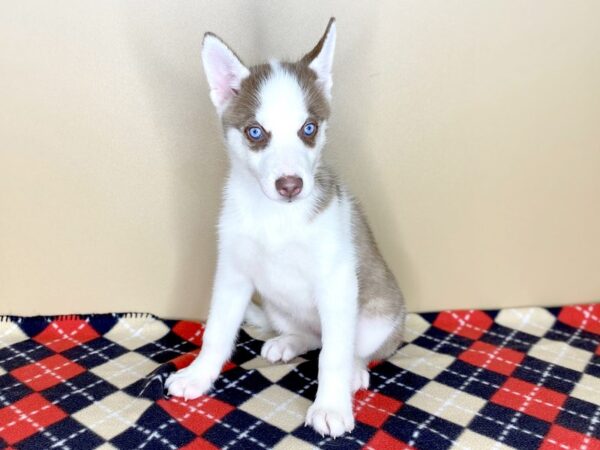 Siberian Husky DOG Female Red / White 1508 Petland Florence, Kentucky