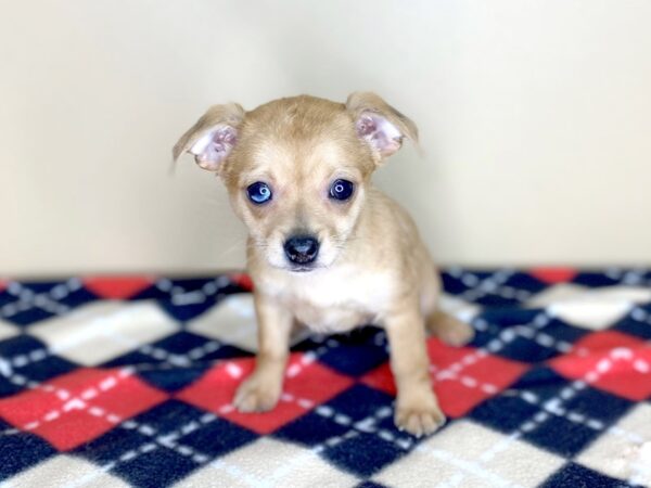 Chihuahua DOG Female Red 1507 Petland Florence, Kentucky