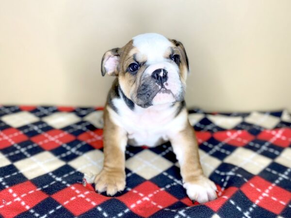 Bulldog DOG Male Red Sable 1506 Petland Florence, Kentucky