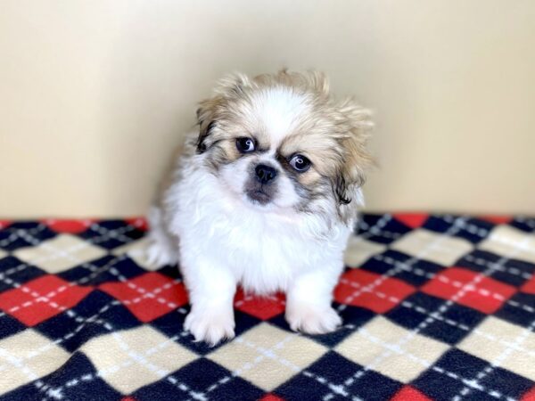 Pekingese DOG Male Fawn Sable 1505 Petland Florence, Kentucky