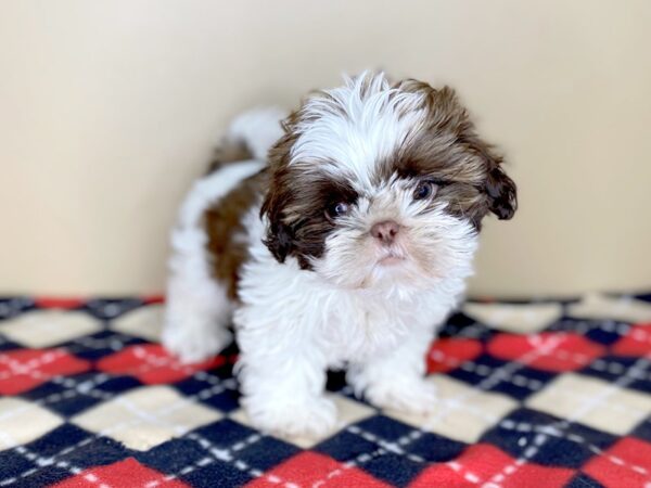 Shih Tzu DOG Female Red / White 1504 Petland Florence, Kentucky