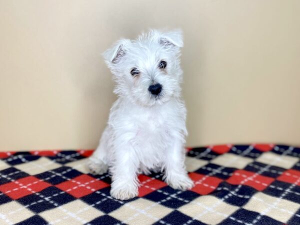 West Highland White Terrier DOG Female White 1503 Petland Florence, Kentucky