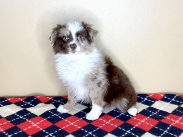 Miniature Australian Shepherd DOG Male Red Merle 1502 Petland Florence, Kentucky