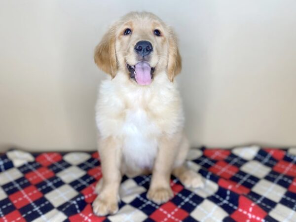 Golden Retriever DOG Female Golden 1514 Petland Florence, Kentucky