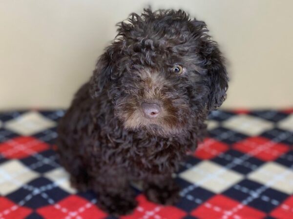 Labradoodle DOG Male Chocolate 1516 Petland Florence, Kentucky